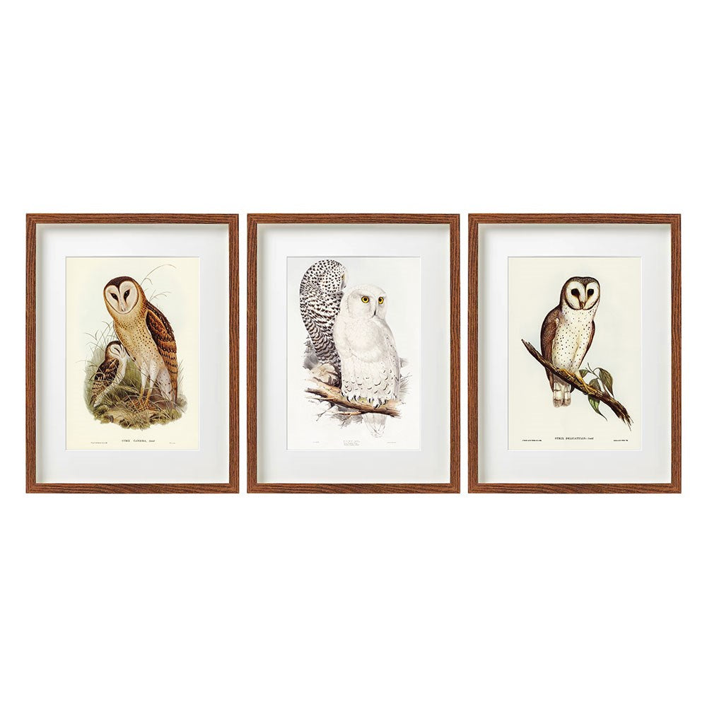 40cm Framed Owl Wall Art